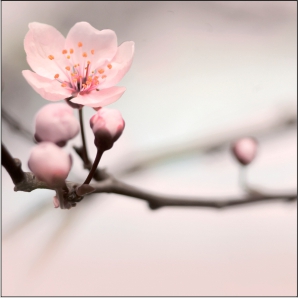 luminar 59 (Куб)